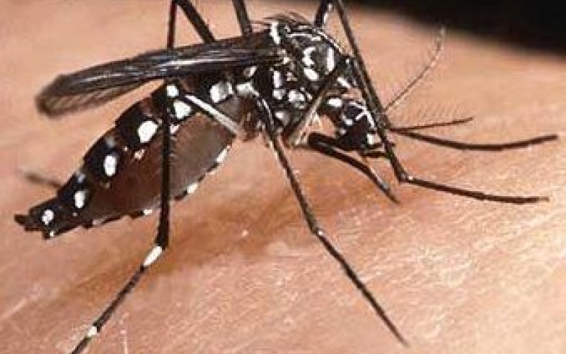 Queimados entra em estado de alerta contra a Dengue